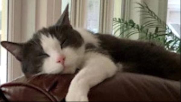 /Images/uploads/The Murphee and Sugar Angel Foundation/murpheeandsugar-pet-photo-contest-fundraiser/entries/27773thumb.jpg